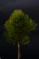 Pinus heldreichii Compact Gem IMG_2653 Sosna bośniacka